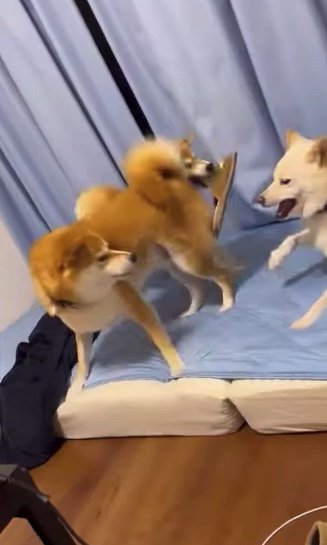 提供：柴犬ポポ(7)リブ(4)ラム(4)さん