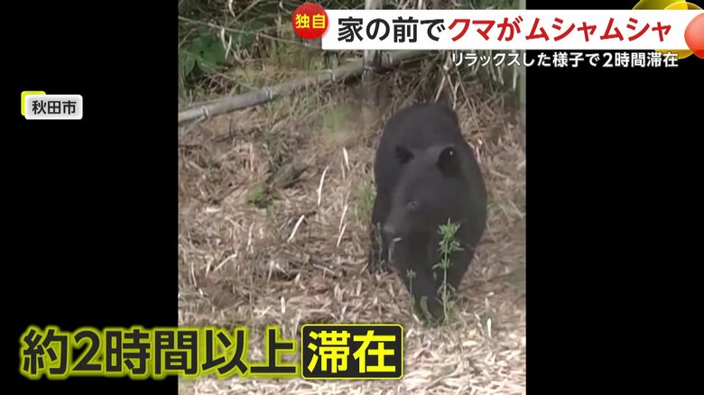 庭に滞在していた時のクマの様子（視聴者提供）