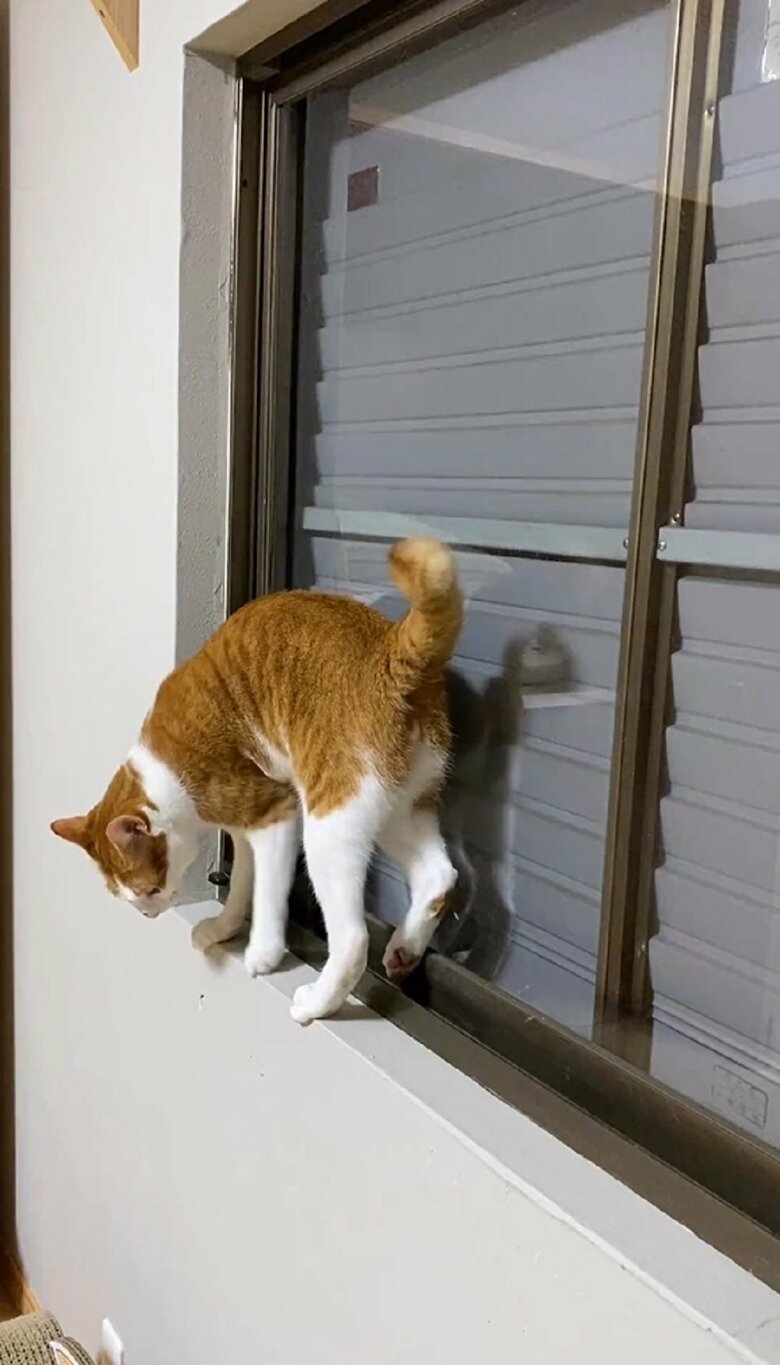 狭い窓際にいるニコくん