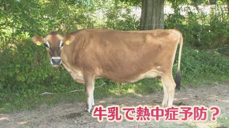 内灘・ホリ牧場の牛