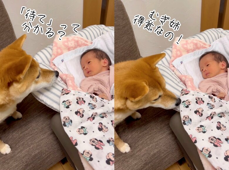 むぎちゃん「『待て』って分かる？むぎ姉得意なの！」（提供：柴犬 むぎさん）