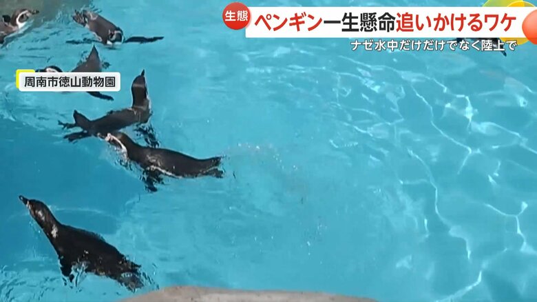頭上のチョウを水から陸に上がり追いかけるペンギンの様子（4）