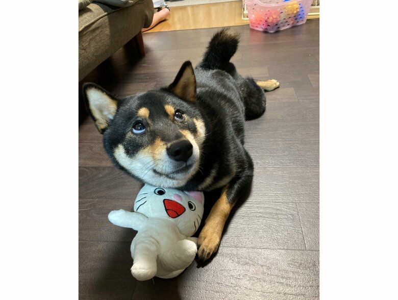 おやつもらいたいけど、ぬいぐるみも守りたい（提供：黒柴ぎん@快杜号さん）