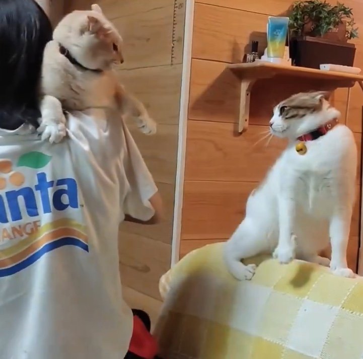 提供：nyaokoさん