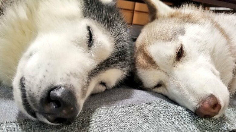 ワンちゃんたちの幸せな日々が続いてほしい