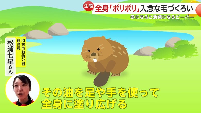 「足の間に油が出る腺があって、そこの油を足や手を使って全身に塗り広げる」と話す羽村市動物公園の飼育員・松浦七星さん