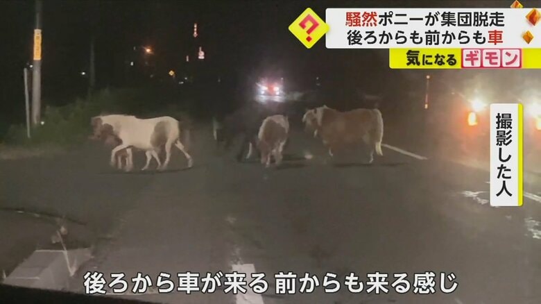 道路の真ん中を右往左往するポニーたち