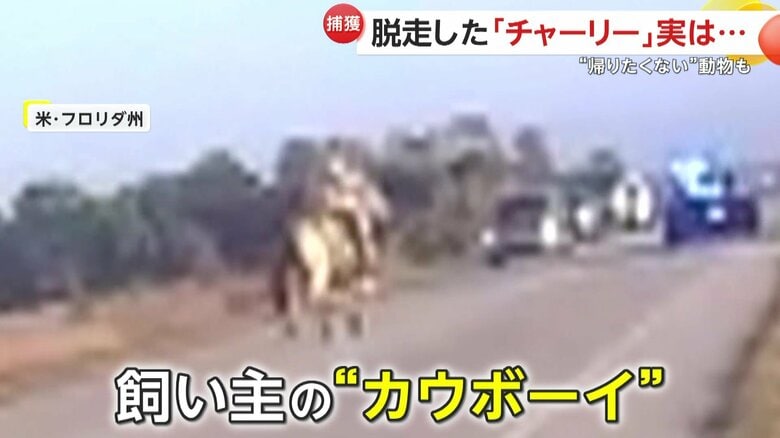 白馬に乗った飼い主のカウボーイ（アメリカ・フロリダ州）