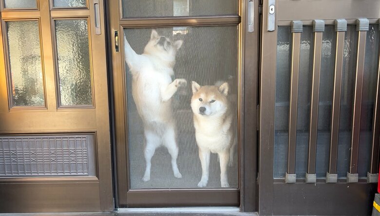 提供：@Shibamugi28