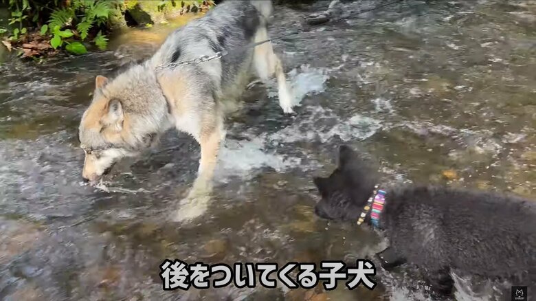 そんなブーリくんは、子犬たちの人気者