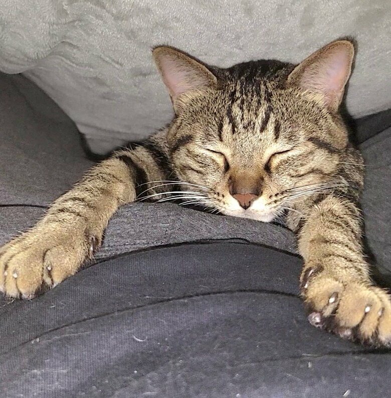 提供：しぴこめさん