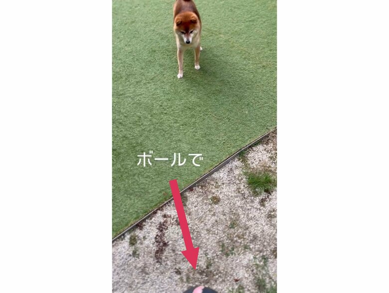 画像下にあるボールをジッと見ている（提供：Nerushibaさん）