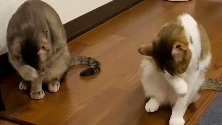 過去のシンクロその5。その後は同じ右手で顔を洗うのだった