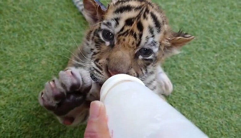 柔らかそうな足裏も確認できる