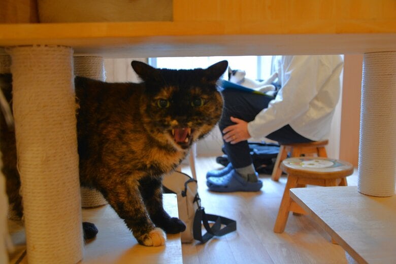 カメラを向けると、“シャー”のお返事