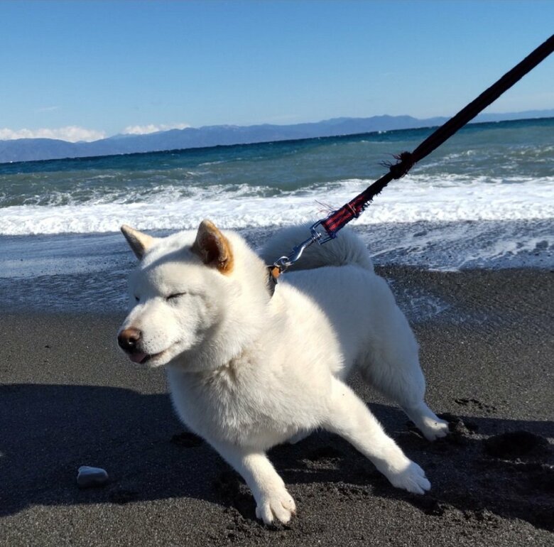 波から必死に逃げているハクくん