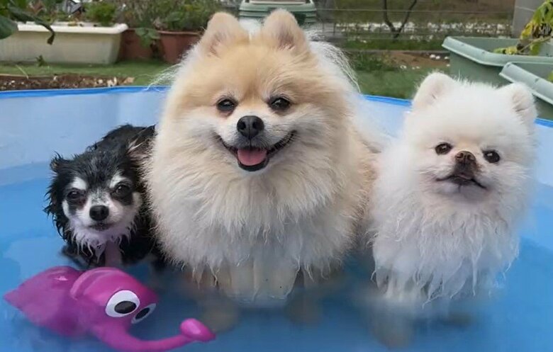 プールを楽しむワンちゃんたち