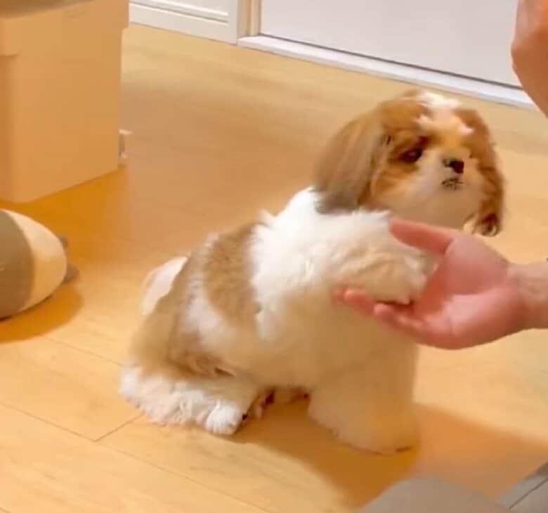 生後半年頃からゆっくり控えめに披露する芸