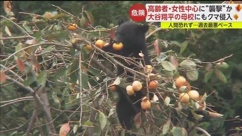 かわいいと近づくのはあまりに危険だ。近くに親クマがいる可能性も