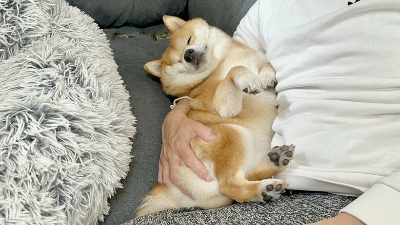 パパさんの腕の中にすっぽり