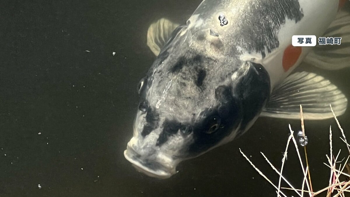 興奮】「令和の人面魚」発見！？兵庫の公園池で見つかり話題に 胸元に