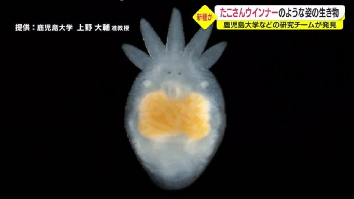 新種