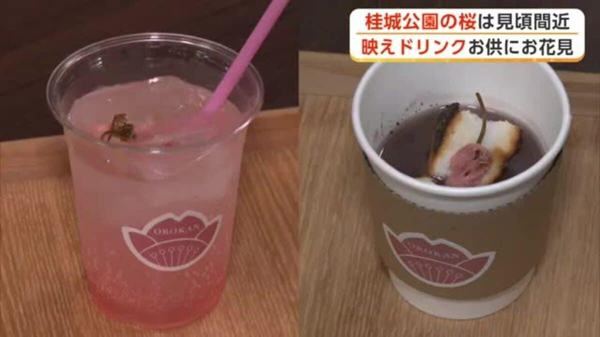 桜輪切のローテーブル㉜ 桜の綺麗な年輪がいいですよ❕