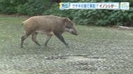 なぜ？ウサギの島にイノシシ出没　広島・大久野島に異変！？ウサギが襲われる　【それ、野川が調べます】
