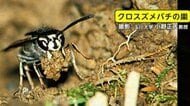 土中の“巣”を踏み…「クロスズメバチ」に刺され、小学生ら22人搬送　専門家「土の中に巣を作る種もあることを考えて校外学習を」東京・青梅市