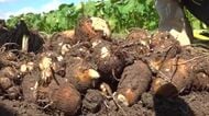 “もっちり”食感の上質なサトイモに　大野市上庄地区で収穫始まる　21日から国道158号沿いの直売所で販売