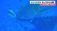 約8カ月ぶりにシンボルが帰ってきた！のとじま水族館にジンベエザメ搬入