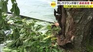 同じ畑に二度も！ クマによる食害でサクランボ畑が無残な姿に… 「過去にも2、3回来ていた」 警察が注意呼びかけ【山形発】
