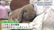 “かわいい”全部乗せ！　ウサギ沼にハマった獣医が語る魅力　なぜ今ウサギが人気！？