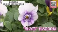 「いっぱい花が咲いてくれるので好き」「激安です！120円」パンジー・ビオラなど色鮮やかに咲いた約8000鉢が全国から集まる『春の花卸売会』多くの人でにぎわう_北海道札幌市