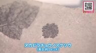 【世界最古の新種】約680万年前の地層から発見『ヌカビラチョウノスケソウ』バラ科チョウノスケ属として世界最古と判明「大昔の気候や環境のことも分かる」北海道博物館で公開中〈北海道札幌市〉