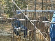 【速報】大阪の“迷いジカ”受け入れ先の「能勢温泉」に移送完了　元気な姿見せる　シカの名前は「シカやん」に？　能勢温泉はシカを保護した経験も…柵を設置してシカスペース用意