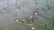 憎くてたまらん… カモが養殖ノリを食い散らす 駆除以外の方法はないのか…共存の方途は?