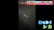 ビックリ映像 「シカ」が夜の海を悠々と…
