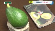 ミカン農家が手がけるアボカド 目指すのは国内トップブランド【長崎県諫早市】