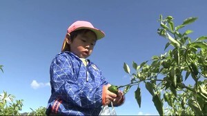 園児がピーマンの収穫体験 陸前高田市の被災農地<岩手県>