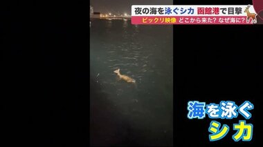 ビックリ映像 「シカ」が夜の海を悠々と…