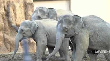 新名所2019:「花子」以来11年ぶり!札幌にゾウが来た!円山動物園の心遣い【北海道発】