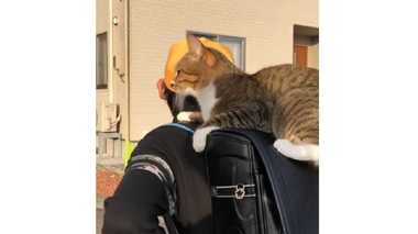 ランドセルに乗って“通学”する猫が話題…まさか学校まで一緒に行くの?聞いてみた