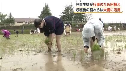 伝統行事のために小中高生が田植え　収穫後の稲わら、「刈和野の大綱引き」の大綱に活用　秋田・大仙市