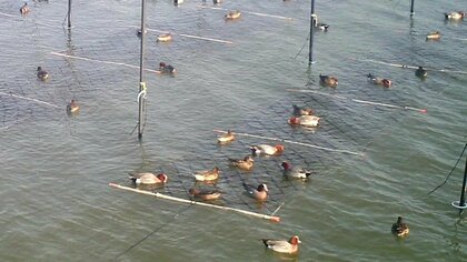 憎くてたまらん… カモが養殖ノリを食い散らす　駆除以外の方法はないのか…共存の方途は？