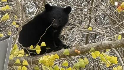 秋田市大森山でクマの居座り　付近には動物園も　3時間後に捕獲されるも周辺は一時騒然　秋田市