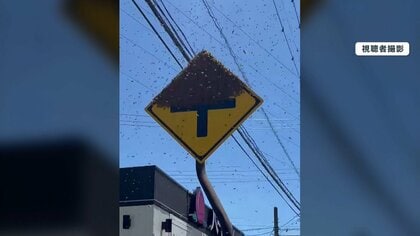 【不思議】道路標識を覆う不気味な黒い影の正体は…大量のミツバチ！？ 理由はお引っ越しの一時的な集合場所だった