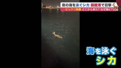 ビックリ映像 「シカ」が夜の海を悠々と…どこからなぜ？”専門家が分析する背景【北海道発】