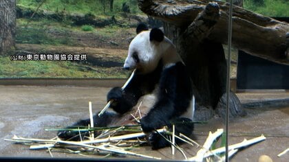 上野動物園のシャオシャオとレイレイきょうで見納め　27日出国へ　最終日の観覧抽選倍率24.6倍に