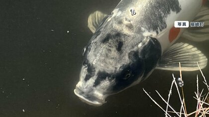 【興奮】「令和の人面魚」発見！？兵庫の公園池で見つかり話題に　胸元にある“ハートマーク”もミステリアスでブーム再来か